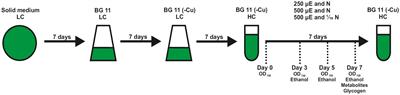 Impact of the carbon flux regulator protein pirC on ethanol production in engineered cyanobacteria